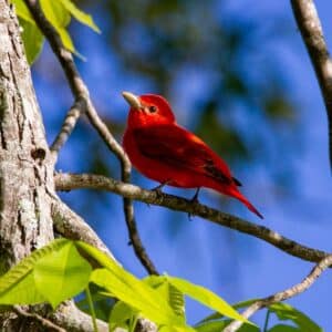 Photo Tennessee homeschooling